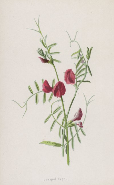Közönséges bükköny (chromolitho) alkotó: Frederick Edward Hulme