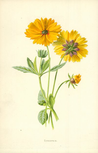 Szépecske alkotó: Frederick Edward Hulme