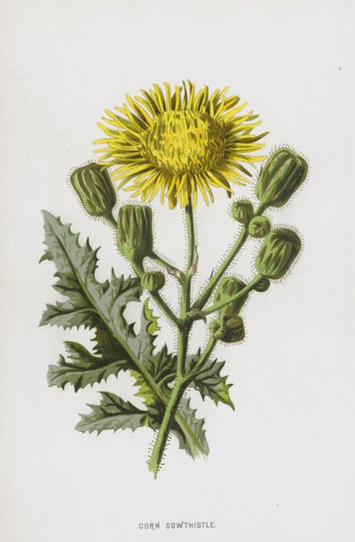 Kukorica vetőgomba (chromolitho) alkotó: Frederick Edward Hulme