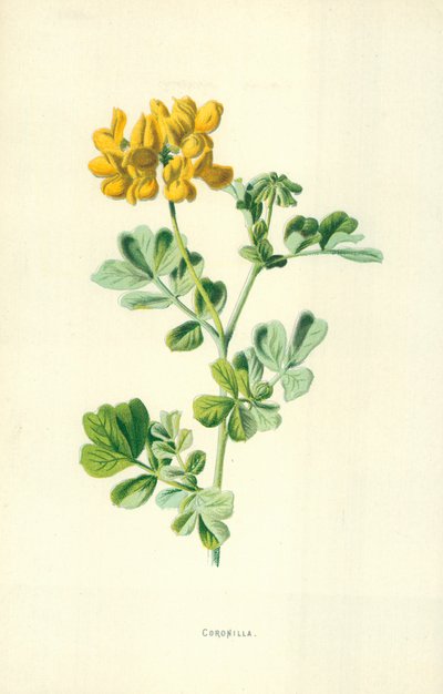 korona alkotó: Frederick Edward Hulme