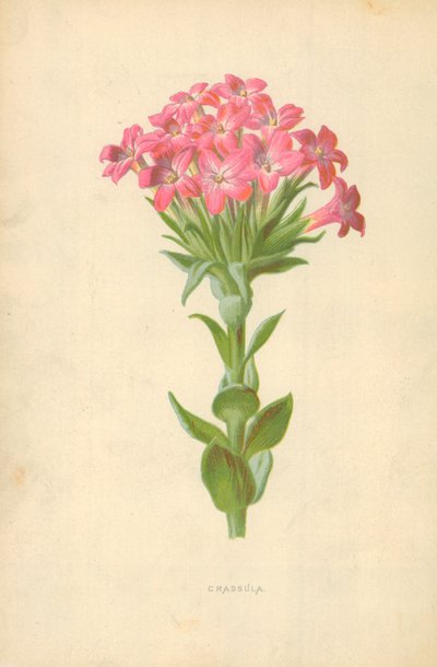 Crassula alkotó: Frederick Edward Hulme