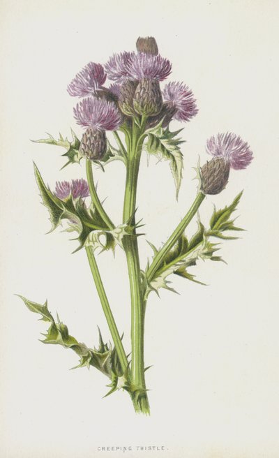 Kúszó bogáncs (chromolitho) alkotó: Frederick Edward Hulme
