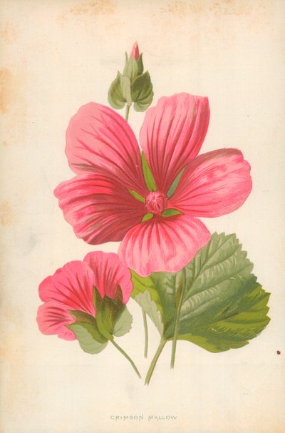 Bíbor mályva alkotó: Frederick Edward Hulme