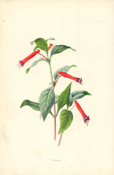 Cuphea alkotó: Frederick Edward Hulme