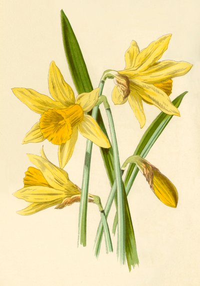 Nárcisz, 1877. alkotó: Frederick Edward Hulme
