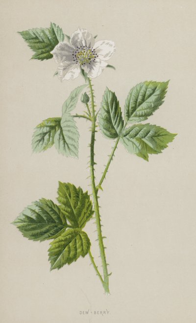 Dew-Berry (chromolitho) alkotó: Frederick Edward Hulme