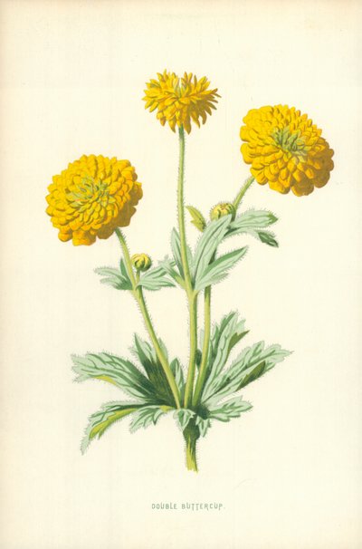Dupla Boglárka alkotó: Frederick Edward Hulme