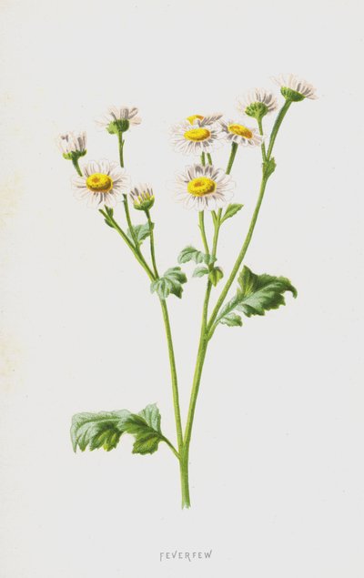 Feverfew (chromolitho) alkotó: Frederick Edward Hulme