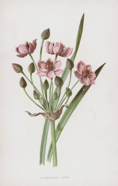 Virágzó roham (chromolitho) alkotó: Frederick Edward Hulme