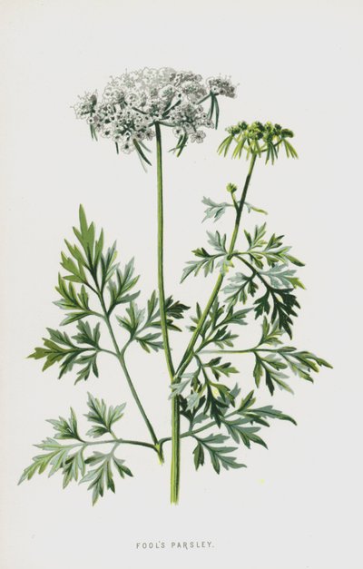 Bolondok petrezselyem (chromolitho) alkotó: Frederick Edward Hulme