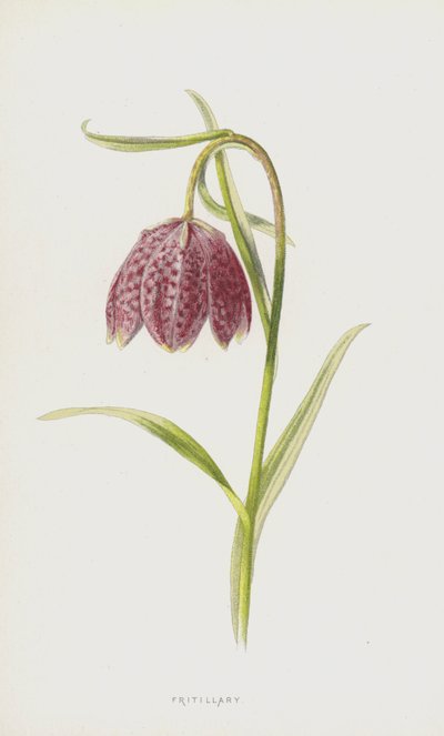 Fritillary (chromolitho) alkotó: Frederick Edward Hulme