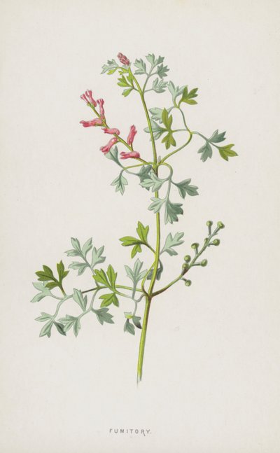 Fumitory (chromolitho) alkotó: Frederick Edward Hulme