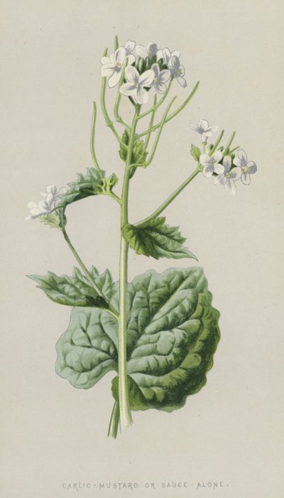Fokhagyma-mustár vagy szósz önmagában (chromolitho) alkotó: Frederick Edward Hulme