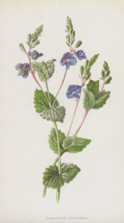 Germander Speedwell (chromolitho) alkotó: Frederick Edward Hulme