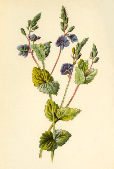 Germander Speedwell, 1877. alkotó: Frederick Edward Hulme