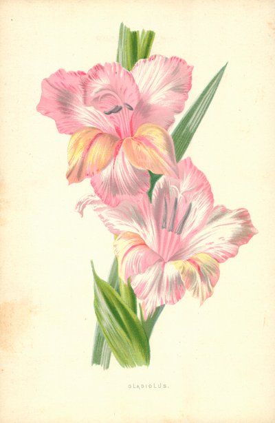 Kardvirág alkotó: Frederick Edward Hulme