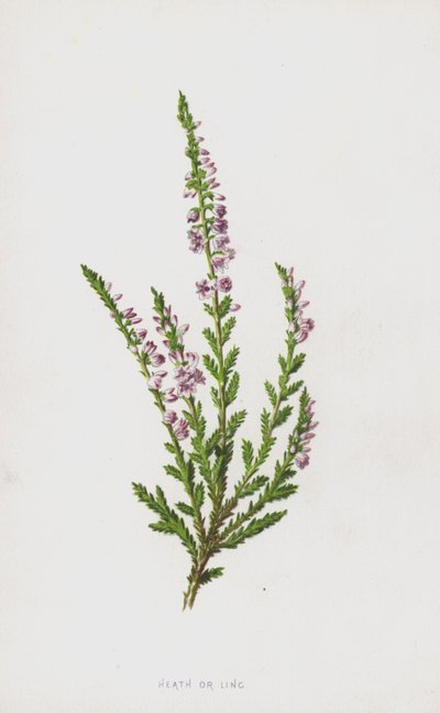 Heath vagy Ling (chromolitho) alkotó: Frederick Edward Hulme