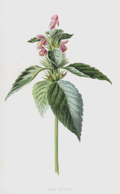 Kender csalán (chromolitho) alkotó: Frederick Edward Hulme