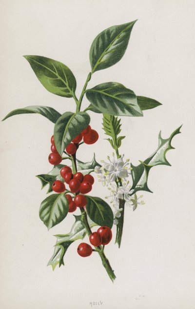 magyal (chromolitho) alkotó: Frederick Edward Hulme