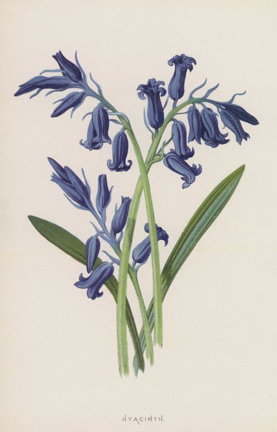 Jácint (chromolitho) alkotó: Frederick Edward Hulme