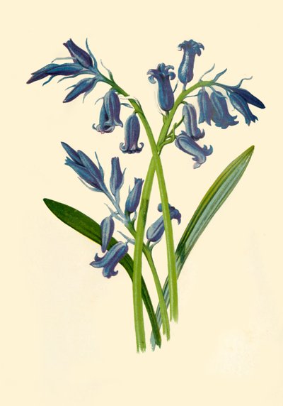 Jácint, 1877. alkotó: Frederick Edward Hulme