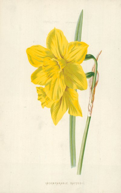 Páratlan nárcisz alkotó: Frederick Edward Hulme