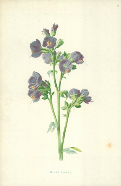 Jákob létrája alkotó: Frederick Edward Hulme