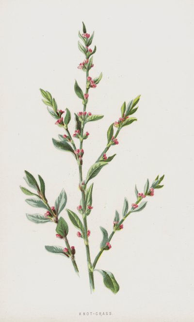 Csomófű (chromolitho) alkotó: Frederick Edward Hulme