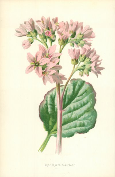 Nagylevelű szaxifrage alkotó: Frederick Edward Hulme