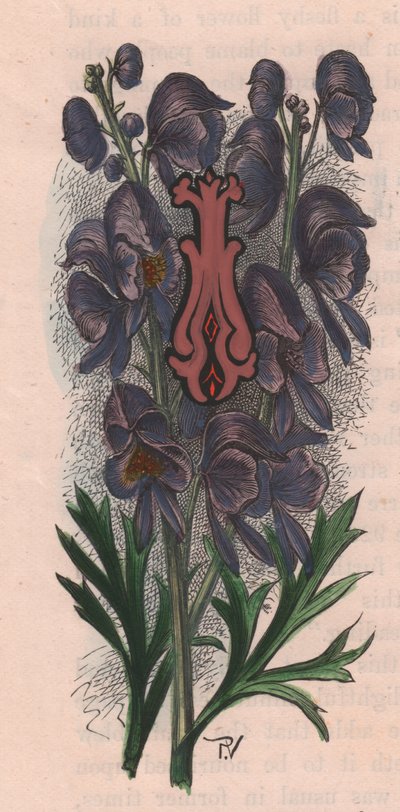 I. levél, kupaklevél, akvarell metszet, 10x5 cm, Frederick Edward Hulme (1841-1909) Az ismerős kerti virágból, 1880 körül alkotó: Frederick Edward Hulme