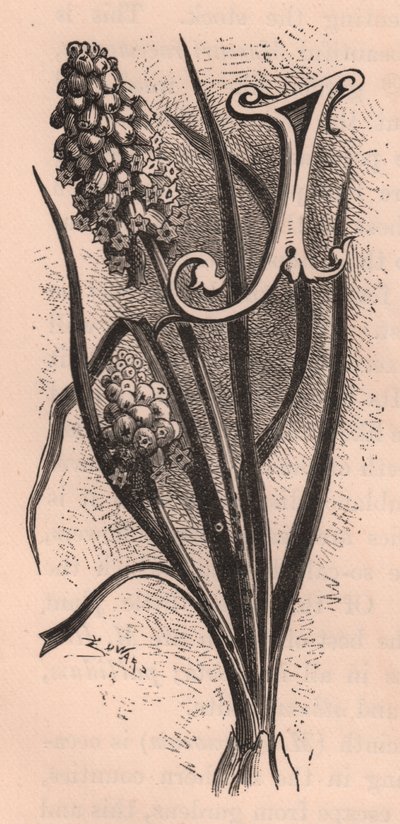 J betű, kupaklevél, metszet, 10x5 cm, Frederick Edward Hulme (1841-1909) Az ismerős kerti virágból, 1880 körül alkotó: Frederick Edward Hulme