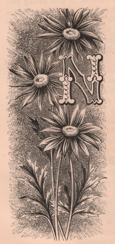N betű, kupaklevél, metszet, 10x5 cm, Frederick Edward Hulme (1841-1909) Az ismerős kerti virágból, 1880 körül alkotó: Frederick Edward Hulme