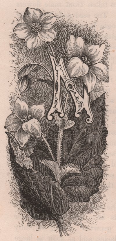 N betű, kupaklevél, metszet, 10x5 cm, Frederick Edward Hulme (1841-1909) Az ismerős kerti virágból, 1880 körül alkotó: Frederick Edward Hulme
