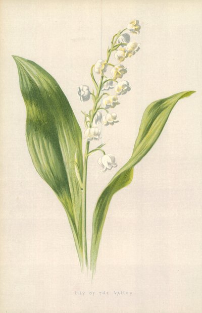Gyöngyvirág alkotó: Frederick Edward Hulme