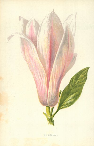 Magnólia alkotó: Frederick Edward Hulme