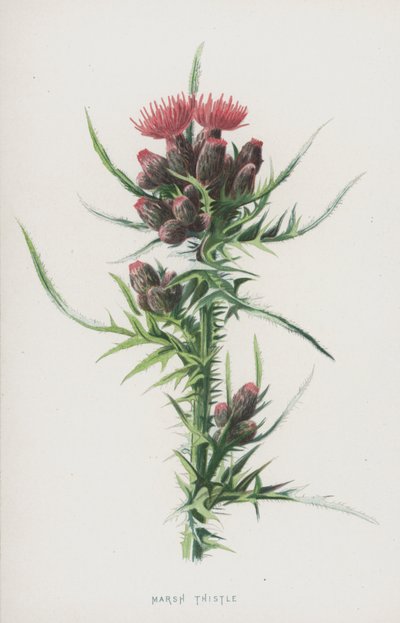 Mocsári bogáncs (chromolitho) alkotó: Frederick Edward Hulme