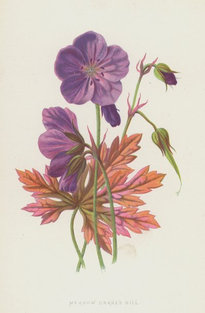 Meadow Cranes Bill (chromolitho) alkotó: Frederick Edward Hulme