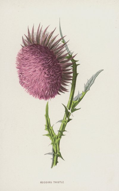 Bógoló bogáncs (chromolitho) alkotó: Frederick Edward Hulme