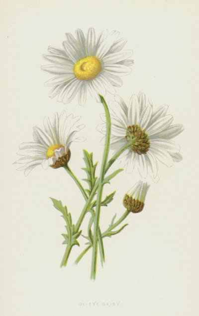 Ökörszem százszorszép (chromolitho) alkotó: Frederick Edward Hulme