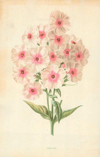 Lángvirág alkotó: Frederick Edward Hulme