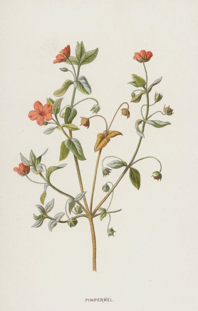 Pimpernel (chromolitho) alkotó: Frederick Edward Hulme