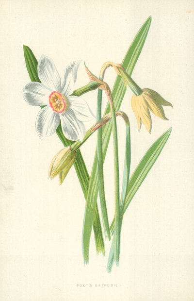 Költő nárcisz alkotó: Frederick Edward Hulme