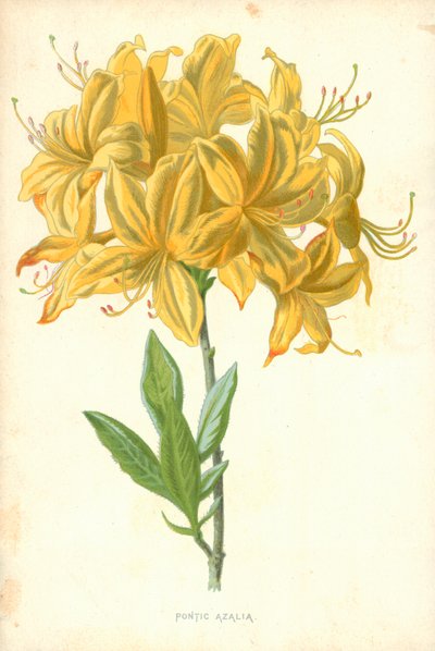 Pontic Azalia alkotó: Frederick Edward Hulme