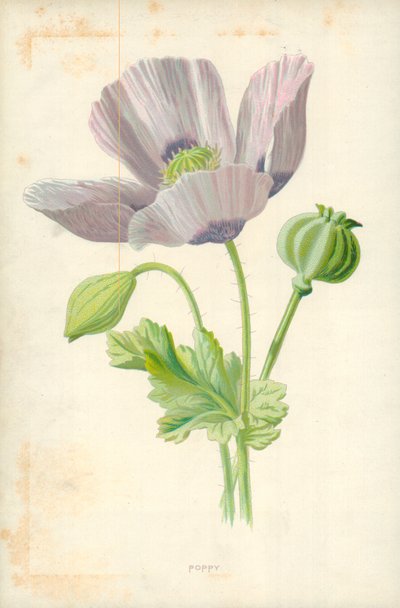 Mák alkotó: Frederick Edward Hulme