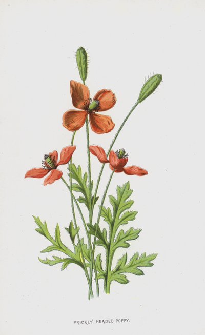 tüskés fejű mák (chromolitho) alkotó: Frederick Edward Hulme