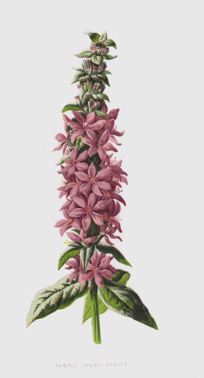 Purple Loose-Strife (chromolitho) alkotó: Frederick Edward Hulme
