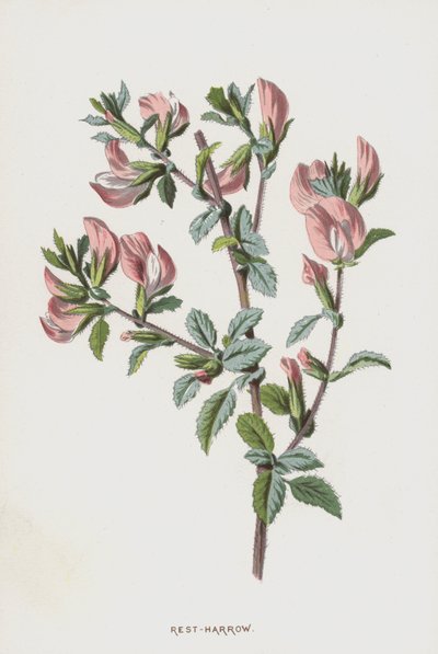 Rest-Harrow (chromolitho) alkotó: Frederick Edward Hulme