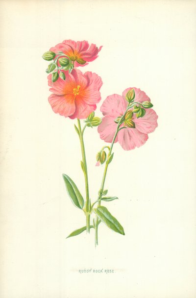 Ruddy Rock Rose alkotó: Frederick Edward Hulme
