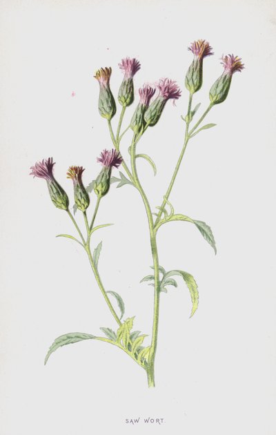 Fűrészfű (chromolitho) alkotó: Frederick Edward Hulme