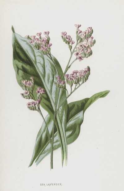 Tengeri levendula (chromolitho) alkotó: Frederick Edward Hulme